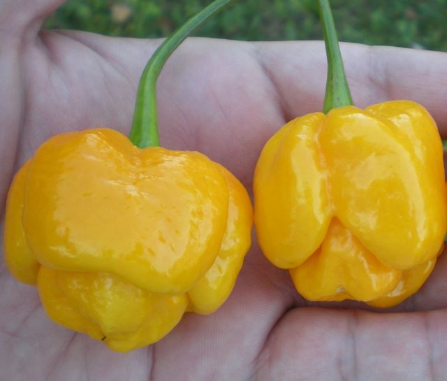 7 Pot Yellow - The Seedstead